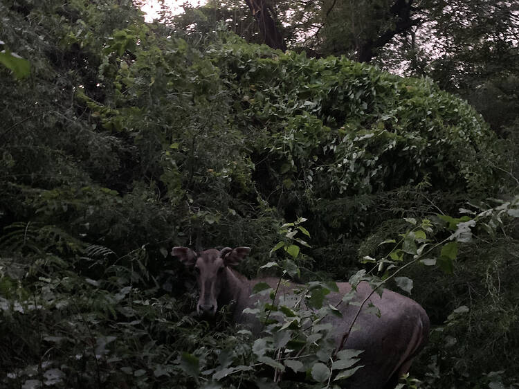 Jahanpanah City Forest