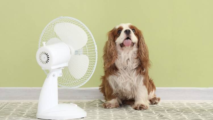 Chien canicule