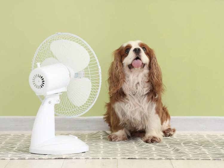 Canicule : 14 parcs parisiens exceptionnellement ouverts aux chiens