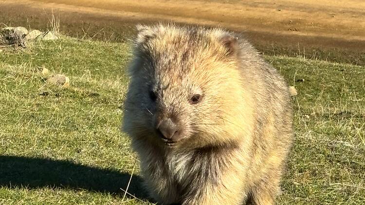 Maria Island Wombat