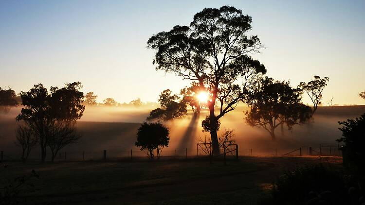 Sunrise over NSW farm Sunrise over farm