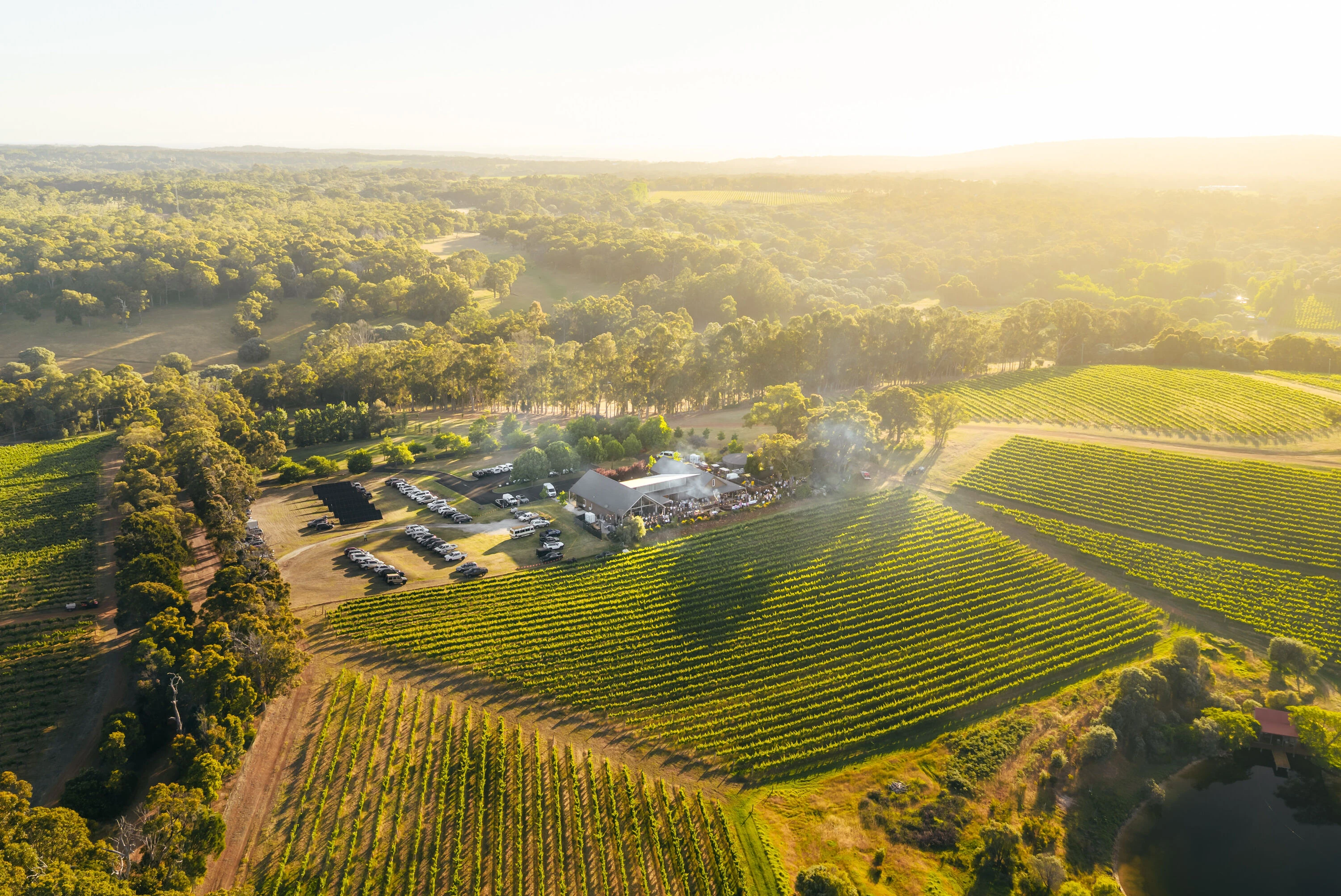 Vineyard