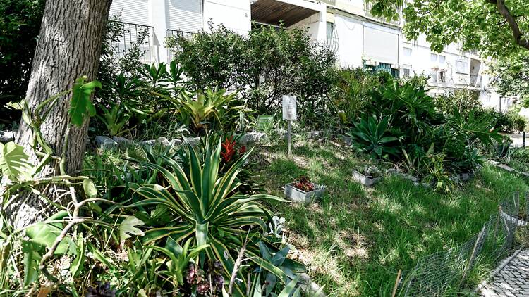 Jardim das Plantas Doadas