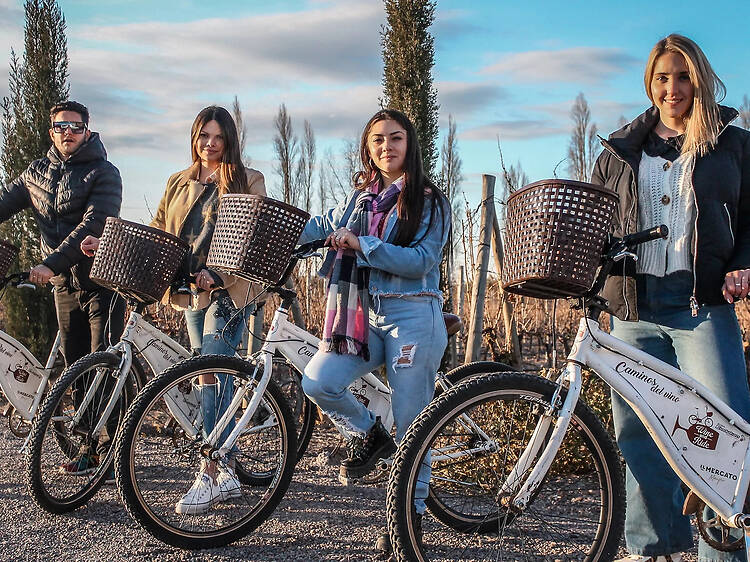 Bike Tours: Vineyards, Olive Groves, and the Freedom of Two Wheels