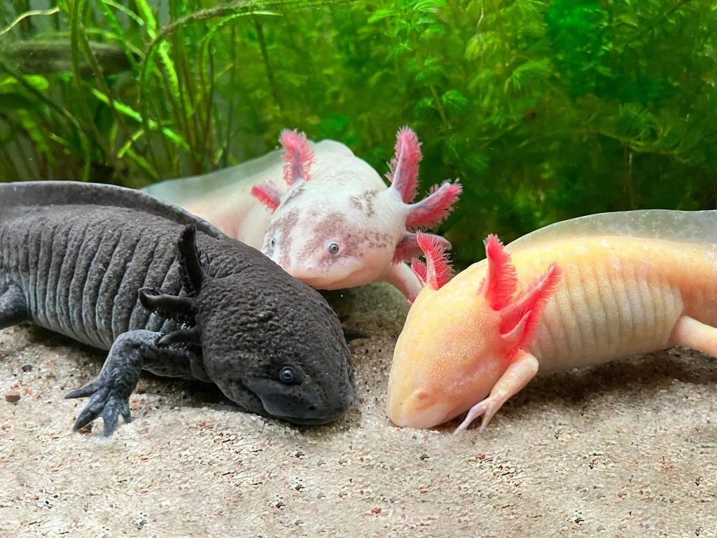 Hopewell Mall Exotic Pets World