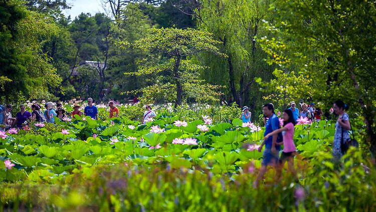A wide shot of people walking through a water lily garden. A wide shot of people walking through a water lily garden.