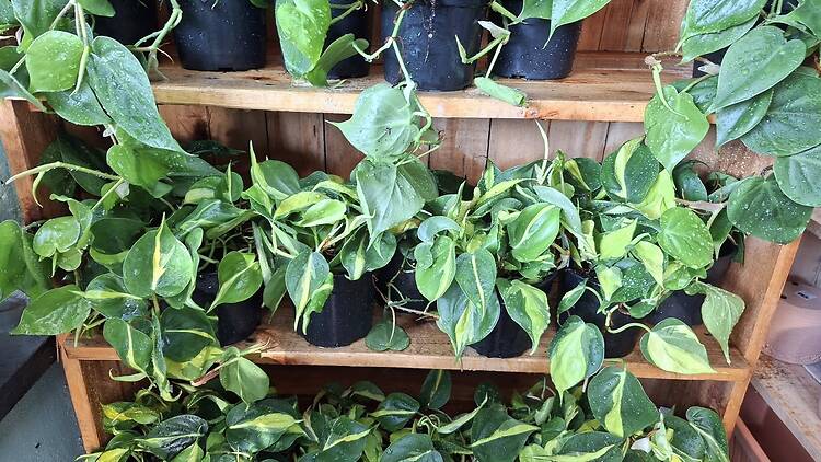 Hart’s Nursery, Ottery Hart’s Nursery, Ottery