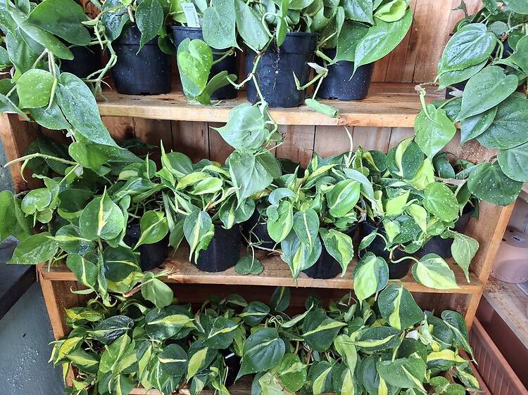 Hart’s Nursery, Ottery Hart’s Nursery, Ottery
