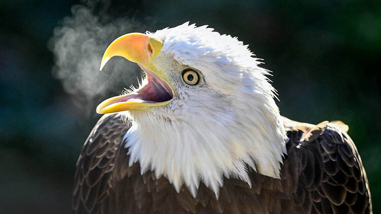 America 250 Celebration at Brookfield Zoo