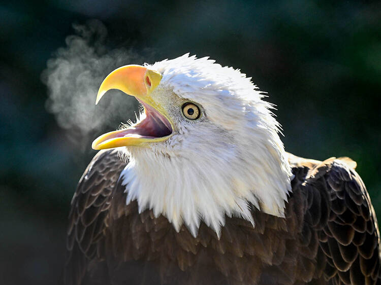 America 250 Celebration at Brookfield Zoo