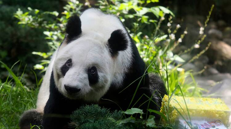 Cumpleaños panda Xin Xin