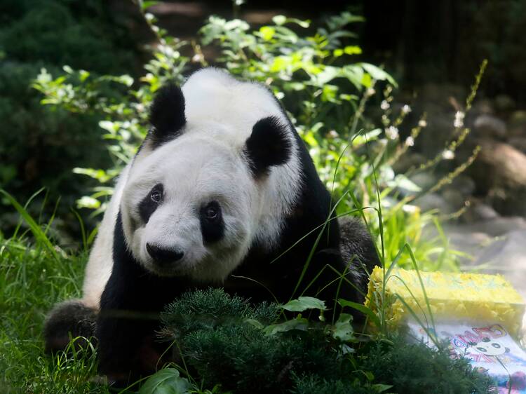 Cumpleaños panda Xin Xin