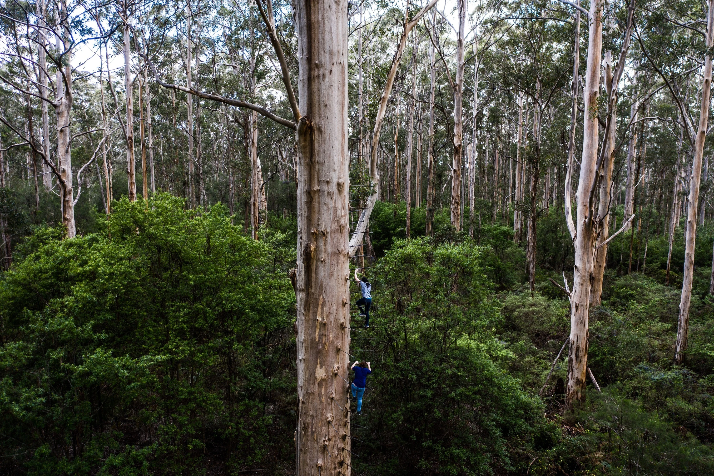  Gloucester Tree