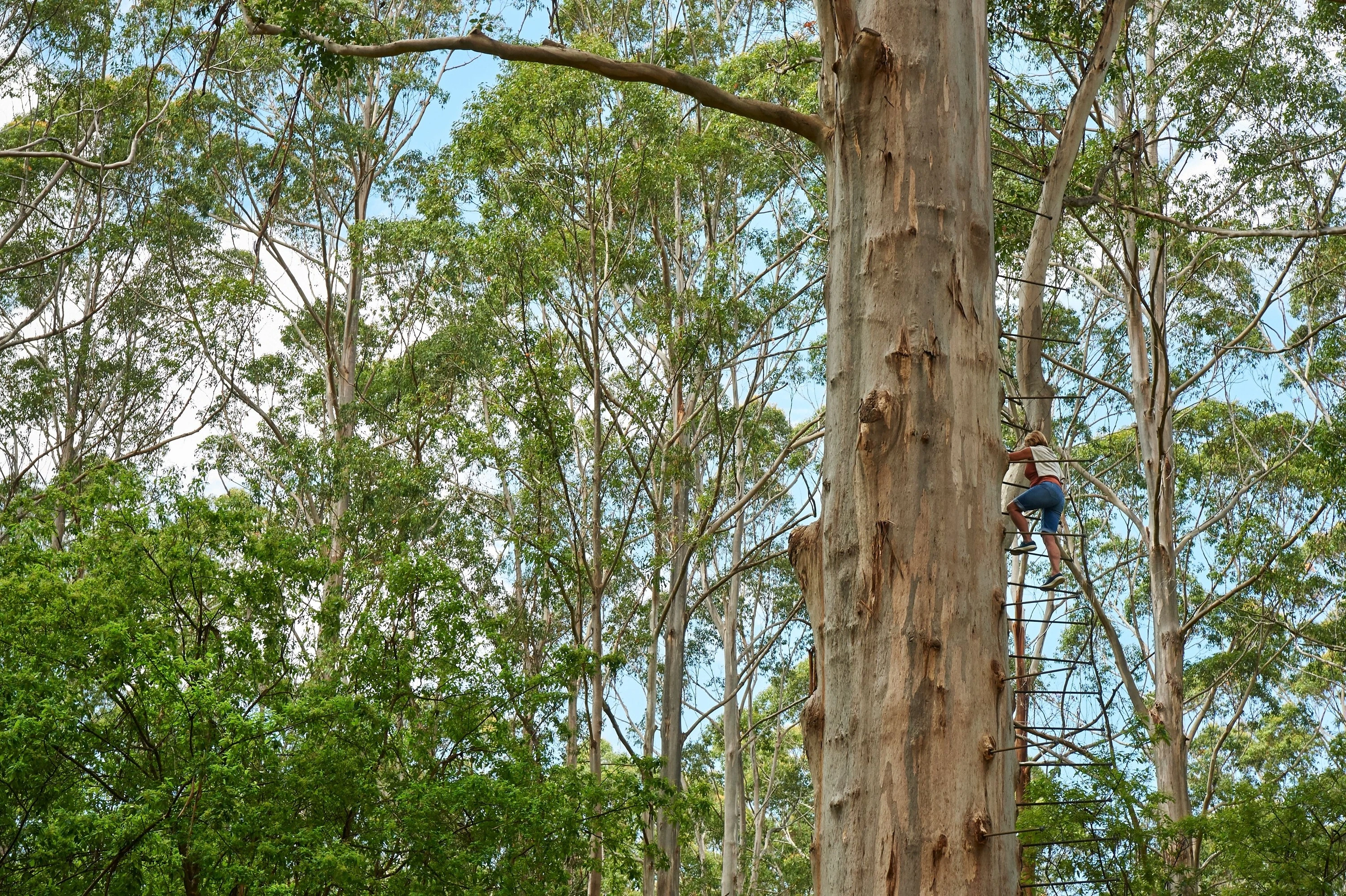  Gloucester Tree