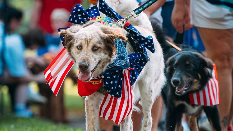 Wide shot of two dogs wrapped in patriotic scarves Wide shot of two dogs wrapped in patriotic scarves