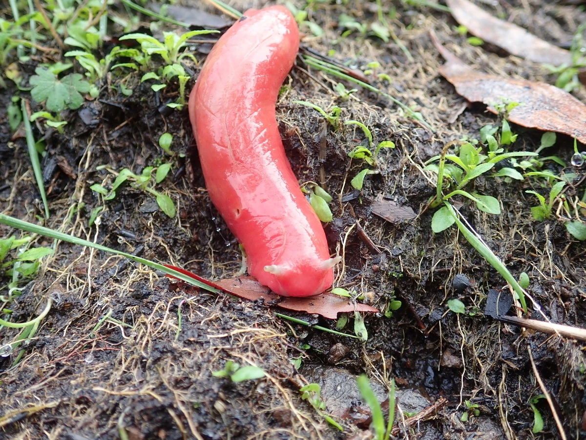 Giant pink slugs