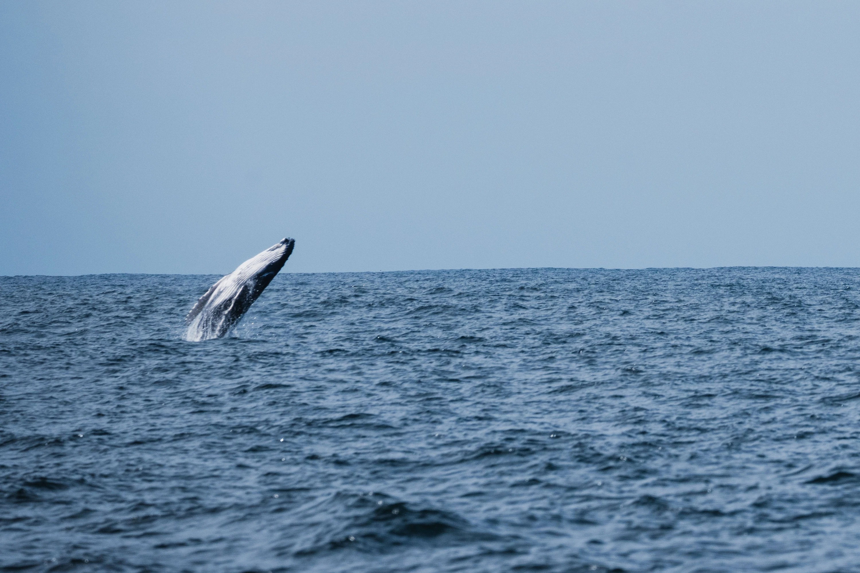 A whale jumping out of the water during a Jervis Bay expedition