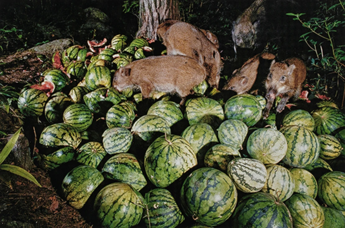 Miyazaki Manabu, &lsquo;A wild boar family gathers at a heap of discarded watermelons.&rsquo; from the series &lsquo;Animal Apocalypse and Wild Animals Now&rsquo;, 1993&ndash;2012, Inkjet print, Collection of Tokyo Photographic Art Museum
