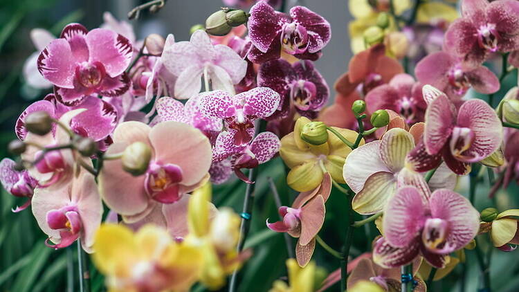 Close-up of vibrant orchid flowers blooming Close-up of vibrant orchid flowers blooming