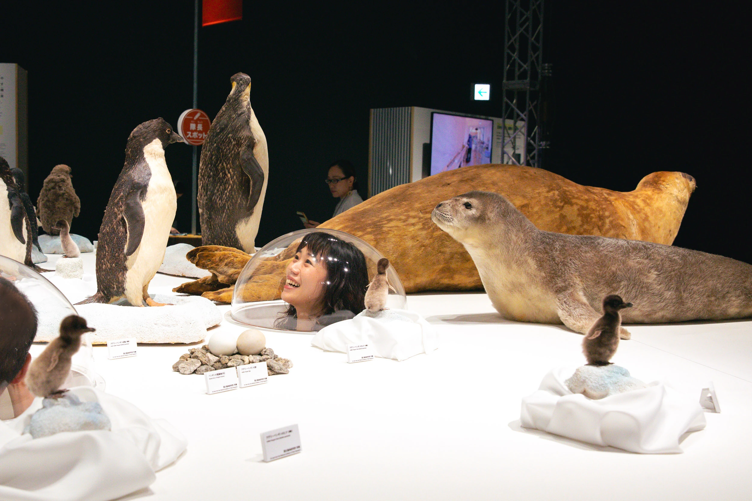 大南極展