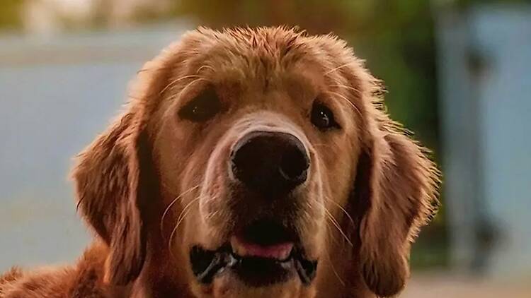 A close-up of a dog's face. A close-up of a dog's face.