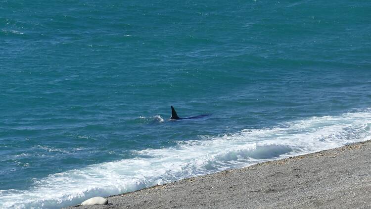 Orca Watching at Punta Norte Orca Watching at Punta Norte