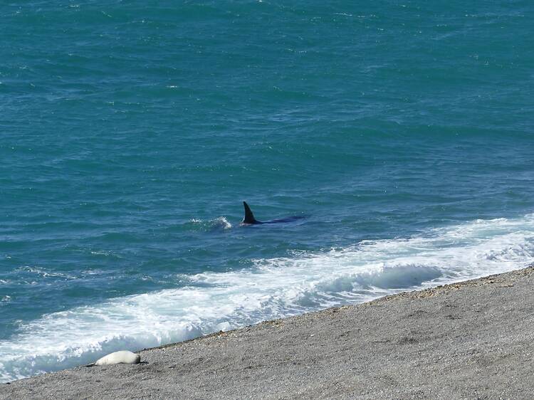 Orca Watching at Punta Norte Orca Watching at Punta Norte