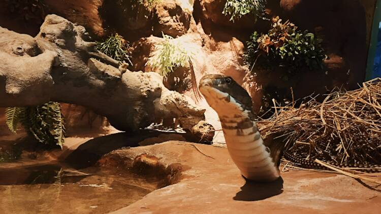 Siam Serpentarium