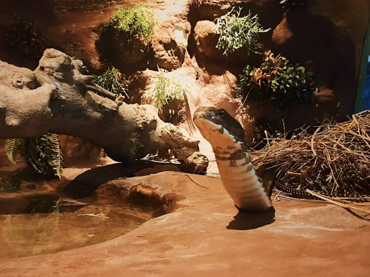 Siam Serpentarium