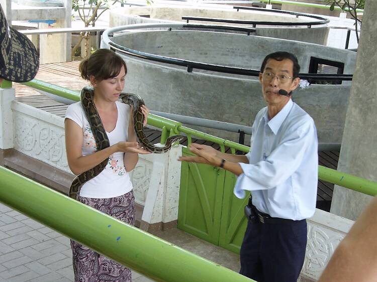 Snake Farm – Queen Saovabha Memorial Institute