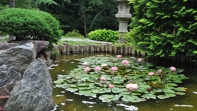 A wide shot of a water lily on a pond A wide shot of a water lily on a pond