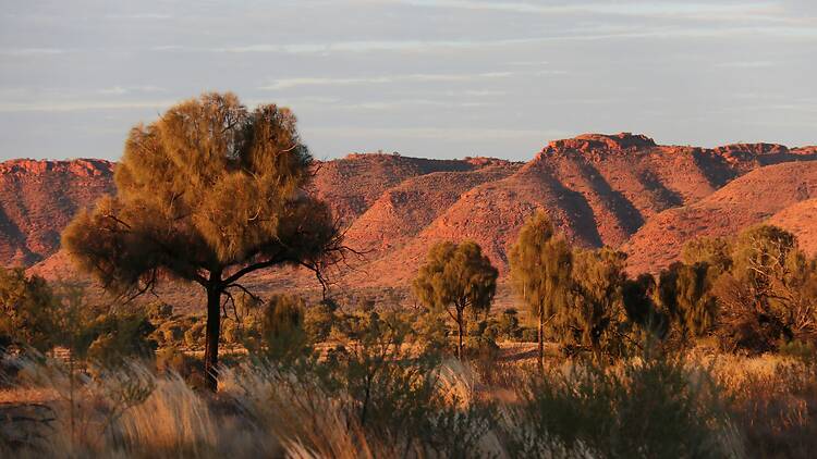 Kings Canyon, Northern Territory a tree in a field with mountains in the background