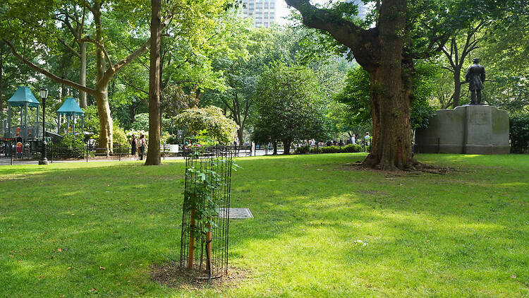 Madison Square Park's Moon Tree sapling.