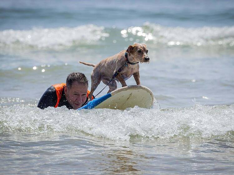 Praias pet friendly perto de Lisboa para ir passear o cão