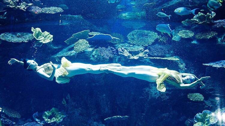 Sea Life Bangkok Ocean World Sea Life Bangkok Ocean World