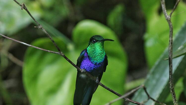 Bosque Guardián Lodge, San Martín, Peru