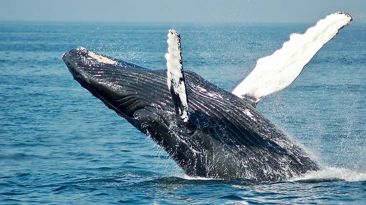 Whale watching on the KZN South Coast Winter is the perfect time to spot passing humpback whales on the KZN South Coast