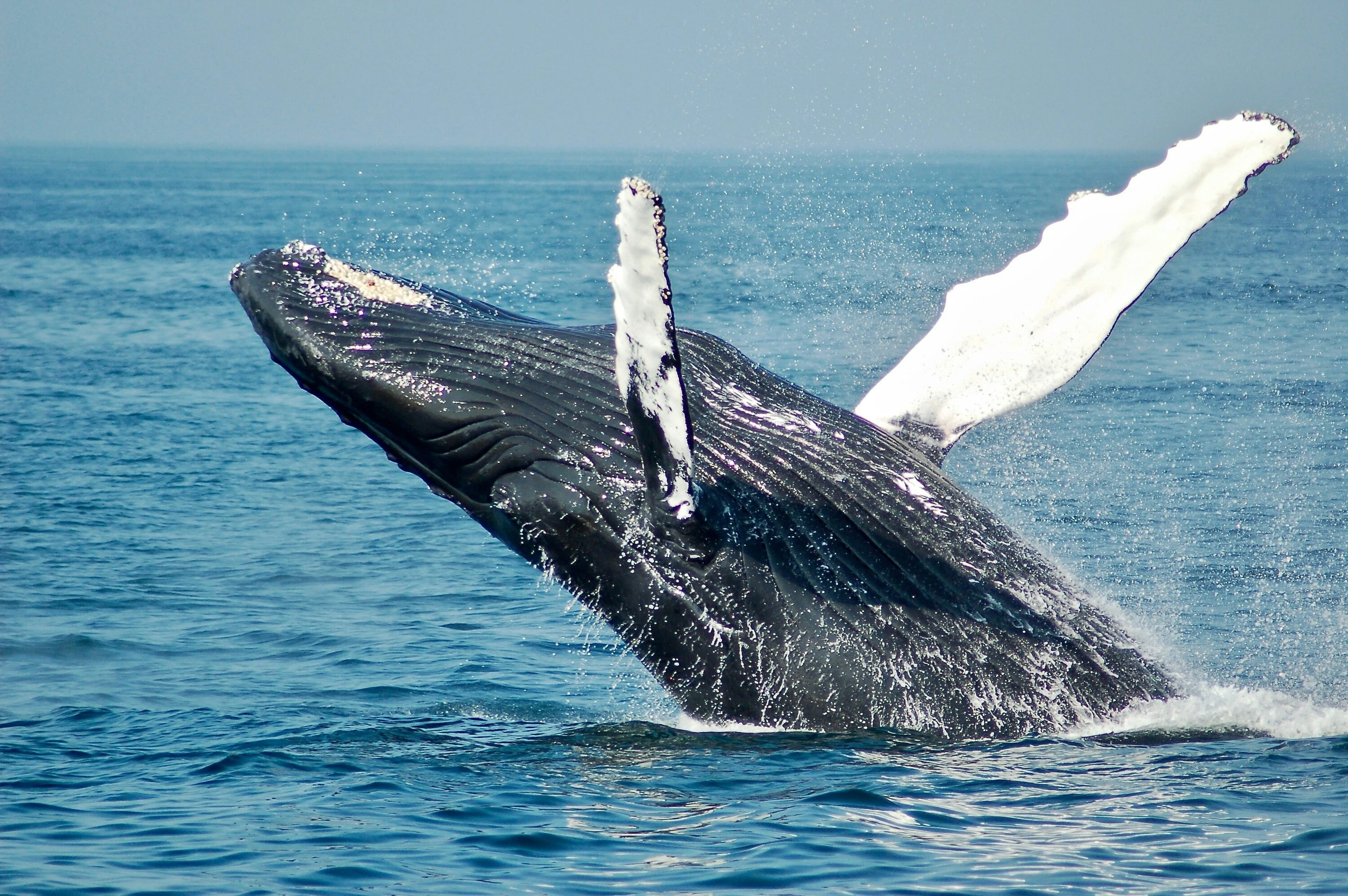 Winter is the perfect time to spot passing humpback whales on the KZN South Coast