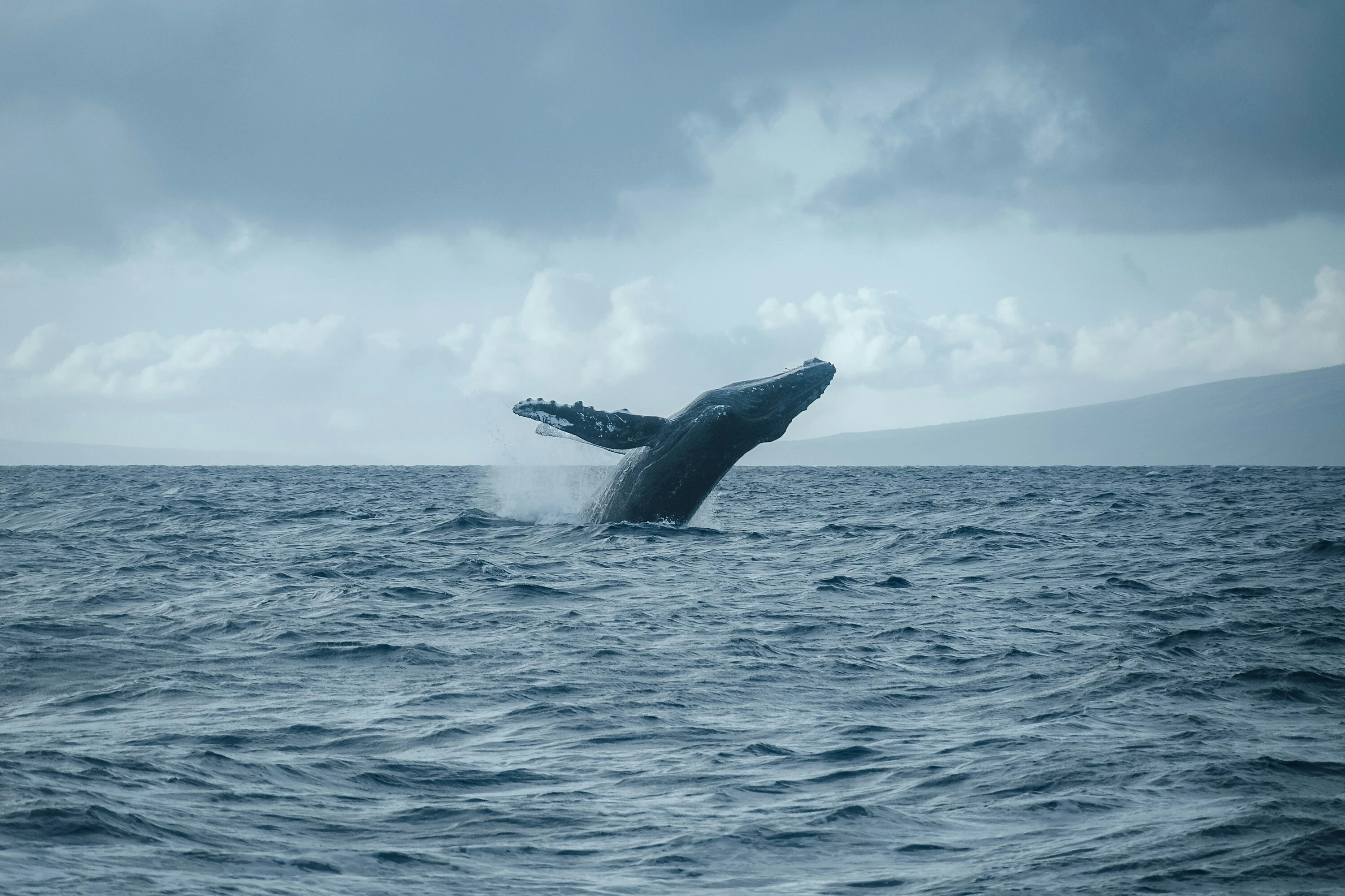 Breaching whale