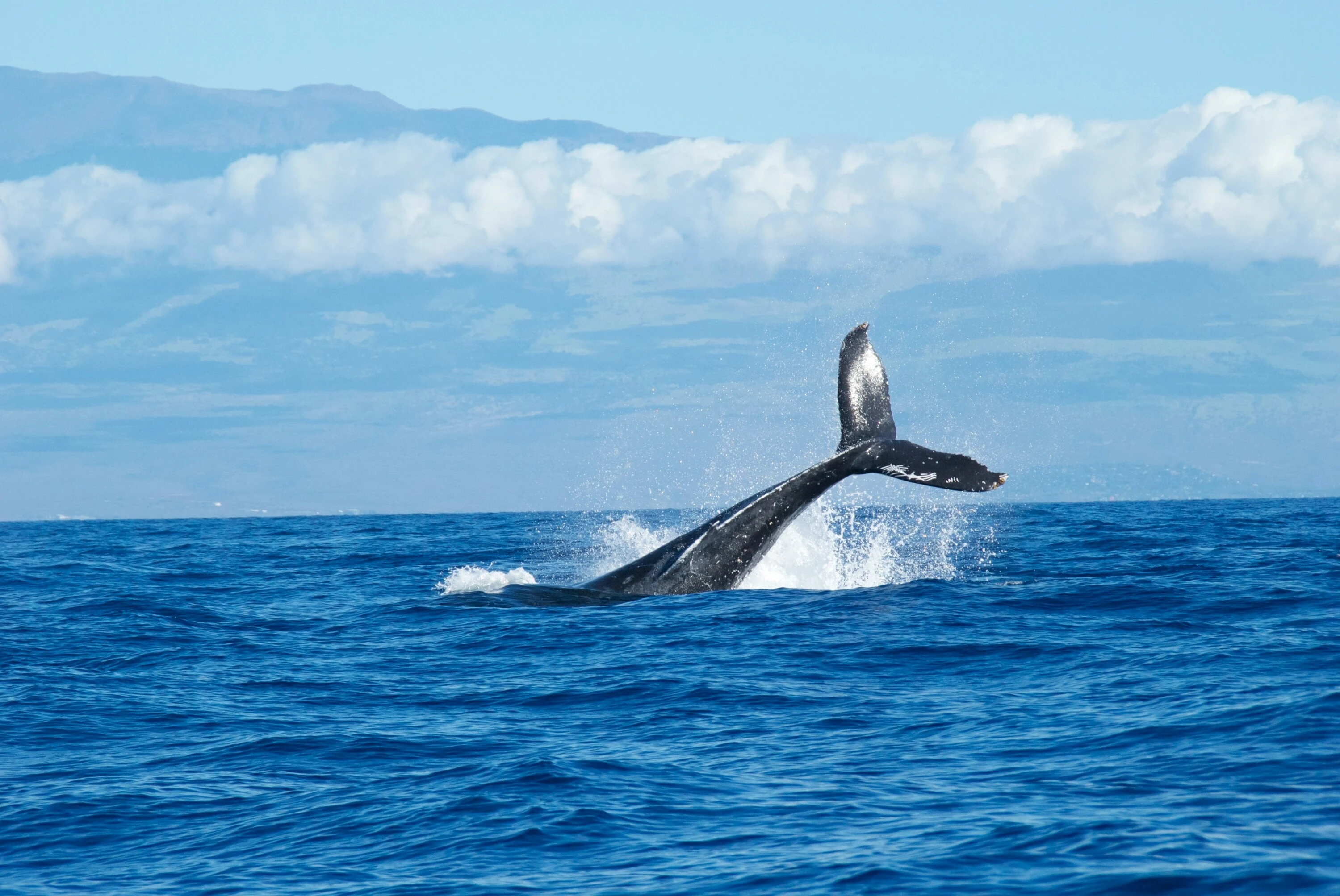 Lobtailing whale
