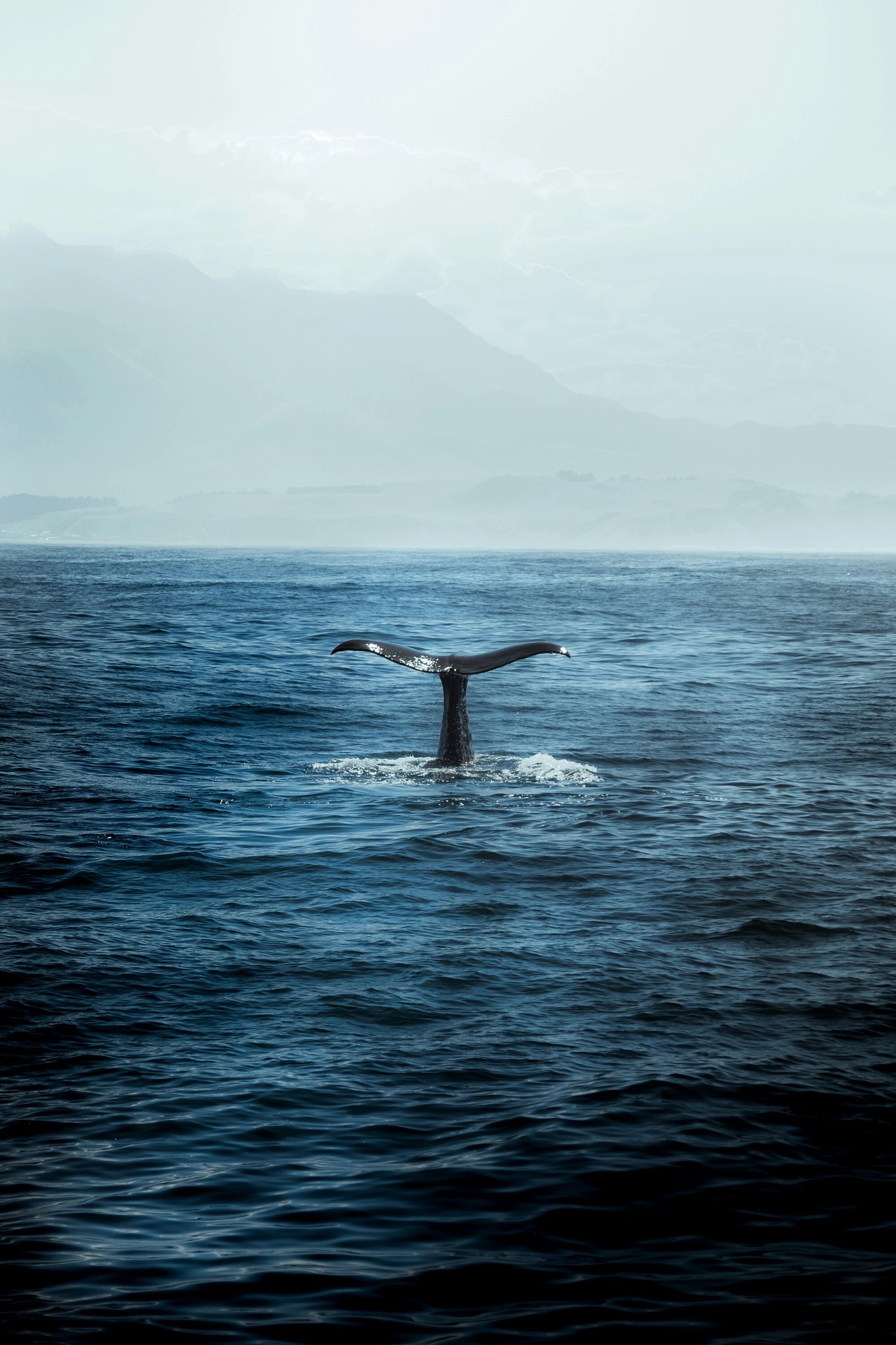 Sailing whale