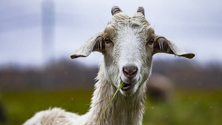 Goat in the pasture eating grass, close-up Goat