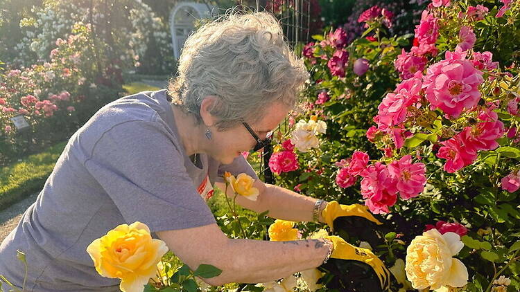 Medium close-up view of a person pruning roses. Medium close-up view of a person pruning roses.