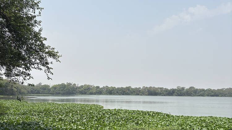 Okhla Bird Sanctuary