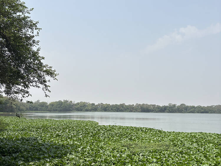 Okhla Bird Sanctuary