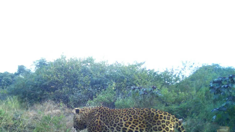Asola Bhatti Wildlife Sanctuary
