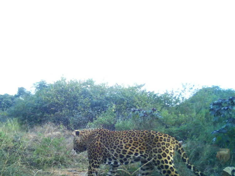 Asola Bhatti Wildlife Sanctuary