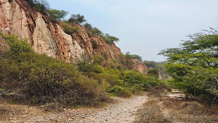 Gurugram Leopard Trail