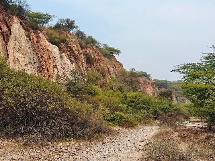 Gurugram Leopard Trail