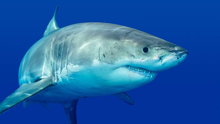 Great white shark Shark